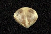 藏品(普通文蛤)的圖片